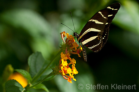 029 Zebra-Falter - Heliconius charitonius